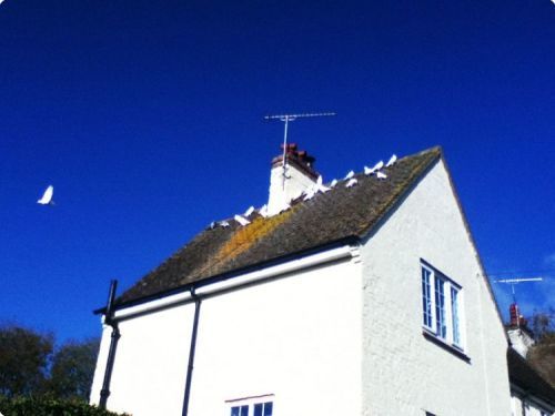 Simon Cross - Dorset: Rooftop