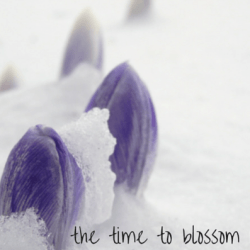 The time to blossom is now (you don’t have to wait till everything is perfect).