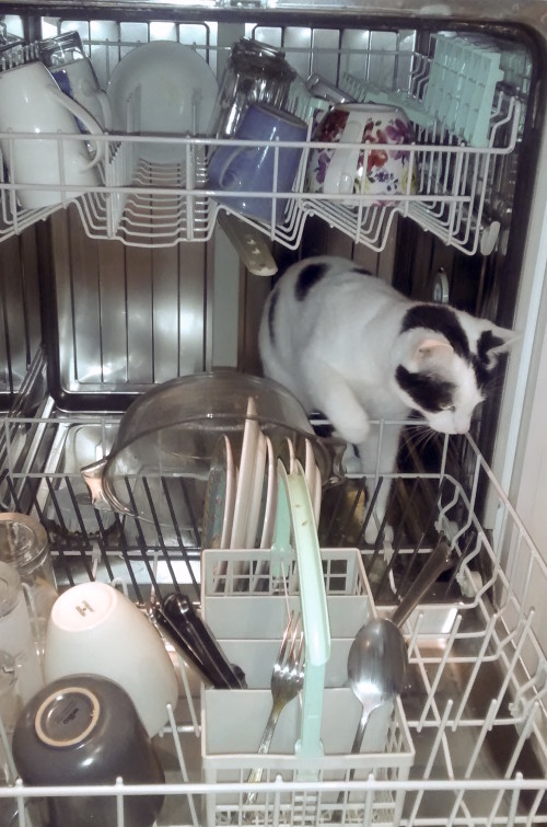 I feel better when I am having help with the dishes