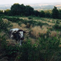 Longhorn cow, Beacon Hill, Leicestershire