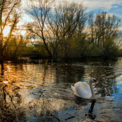 Swan gliding across Lake