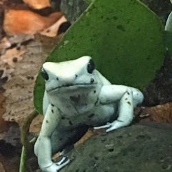 quirky frog