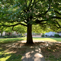 Underneath the spreading chestnut tree, Museum Square.