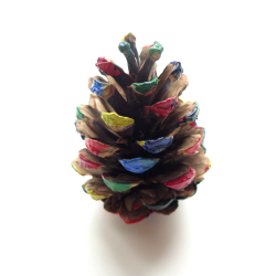 Polly’s Pine Cone