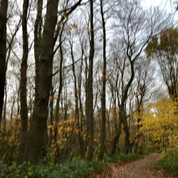 Walking through the woods