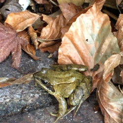 Frog pretending to be a leaf