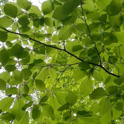 Natures Canopy